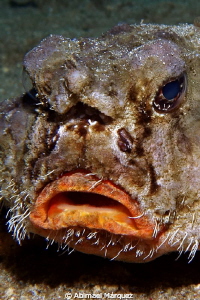 Shortnose Batfish by Abimael Márquez 